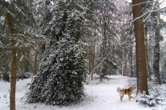 Parkje Papaverstraat - Sint Michielsgestel (22-1-2019)