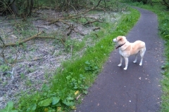 Park de Oeverlanden, Amsterdam (22.05.2020)