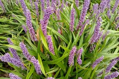 Liriope muscari - Leliegras - Parkje zonder naam - Kostverlorenkade - Oud-West, Amsterdam (25 september 2023)