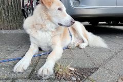 Bilderdijkkade - Oud-West, Amsterdam (26  juli 2023)