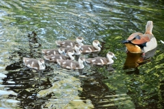 Vondelpark (28-5-2018)