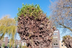 Zimmerterrein - Oud-West (29 April 2023)