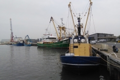 Dinah, in Harlingen, onderweg naar Amsterdam, na een verblijf van twee maanden bij hondenoppas Giulia in Friesland (29 augustus 2018)