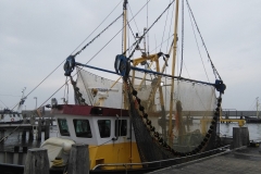 Dinah, in Harlingen, onderweg naar Amsterdam, na een verblijf van twee maanden bij hondenoppas Giulia in Friesland (29 augustus 2018)