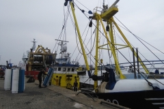 Dinah, in Harlingen, onderweg naar Amsterdam, na een verblijf van twee maanden bij hondenoppas Giulia in Friesland (29 augustus 2018)