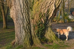 Vondelpark, Amsterdam