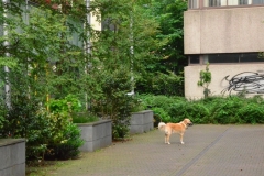 Tweede Constantijn Huygensstraat (3-6-2018)