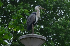 Vondelpark (30-5-2018)