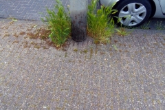 Tiny garden (2) - Schoolmeesterstraat, Amsterdam (30.05.2020)