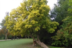 Vondelpark (31-8-2018)