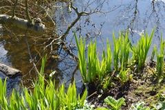 Vondelpark, Amsterrdam