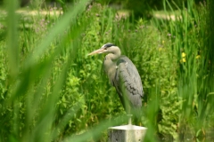 Vondelpark (5-6-2018)