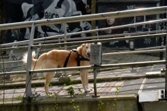 Jan Swammerdambrug, Oud-West, Amsterdam