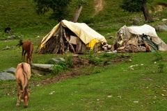 Gujjar nomaden - Sonamarg, Kashmir (3-9-2018)