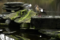 Vondelpark (6-1-2019)