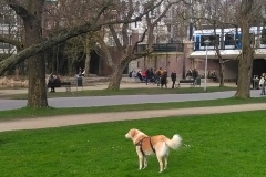 Vondelpark, Amsterdam