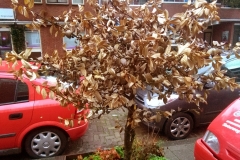 Borgerstraat (8-9-2018)