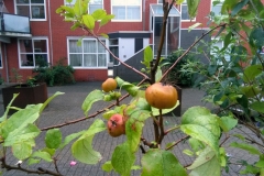 Schoolmeesterstraat (8-9-2018)