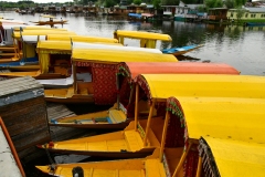 Srinagar - Kashmir (8-8-2018)