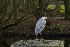 Vondelpark (8-1-2019)