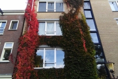 Wilde wingerd 'Veitch Boskoop' (Parthenocissus tricuspidata) - Schimmelstraat (8-10-2018)