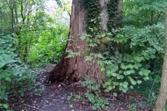 Vondelpark (8-9-2018)