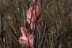 Australië (1999) - Flora