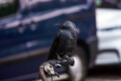 Roek - De Baarsjes, Amsterdam (11 september 2021)