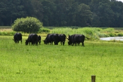 Black Angus koeien - Het Volmeer, Esschestroom - Sint-Michielsgestel, Brabant (8 juli 2022)
