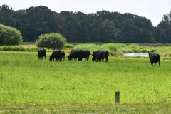 Black Angus koeien - Het Volmeer, Esschestroom - Sint-Michielsgestel, Brabant (8 juli 2022)