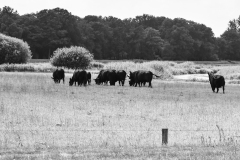 Black Angus koeien - Het Volmeer, Esschestroom - Sint-Michielsgestel, Brabant (8 juli 2022)