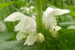 Bloemen (13 mei 2018)