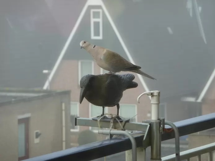 Niet alleen lelijk, vindt Moeliker, hij jaagt ook geen vogels weg. © AD