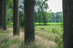 Brabants landschap - Wandeling met Jeanne Kusters (4 juni 2011)