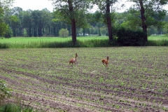 Brabants landschap - Wandeling met Jeanne Kusters (4 juni 2011)