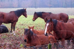 Brabants platteland (26 december 2011)