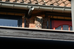 Chez maman  - Sint-Michielsgestel, Brabant (8 juli 2022)