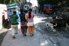 Dal Lake (11-6-2010) (1)