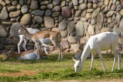 Dierentuin - Chandigarh, India (12 april 2009)