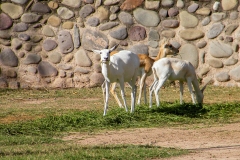 Dierentuin - Chandigarh, India (12 april 2009)