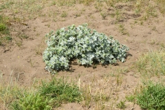 Duinen bij Wijk aan Zee (24-6-2022)