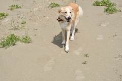 Strand Wijk aan Zee (24-6-2022)