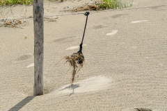 Strand Wijk aan Zee (24-6-2022)