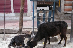 5 Juni 2010 -  Errant cows - Leh, Ladakh