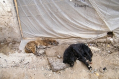 5 Juni 2010 - Stray dogs - Leh, Ladakh