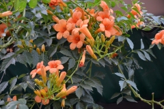 Trumpet vine - Campsis radicans