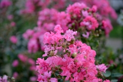 Pride of India - Lagerstroemia speciosaac