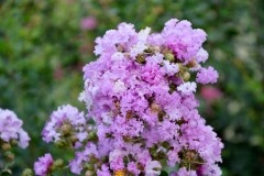 Pride of India - Lagerstroemia speciosaac