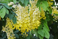 Golden shower tree - Cassia fistula