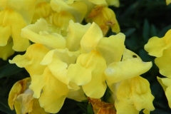 Yellow Trumpetbush - Tecoma stans